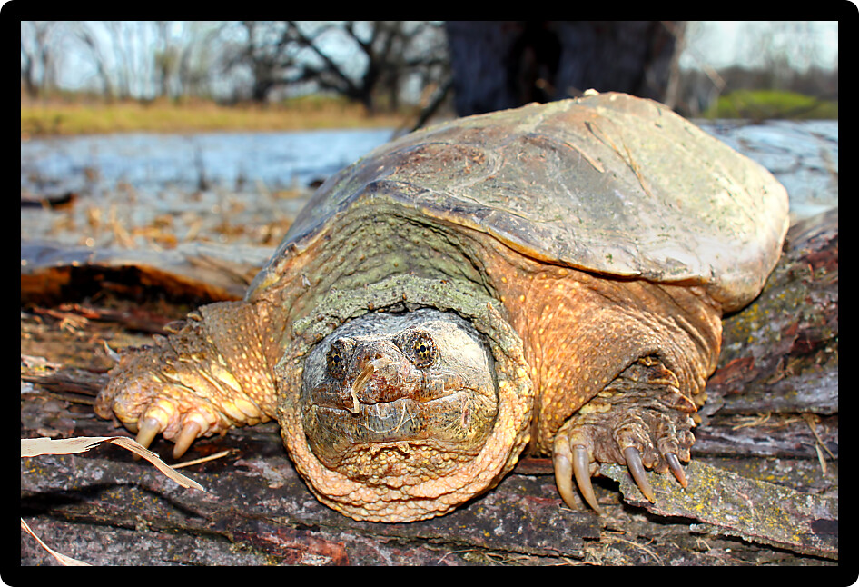 Basking Snapping Turtle (Chelydra serpentina) on a warm spring day in northern Illinois.