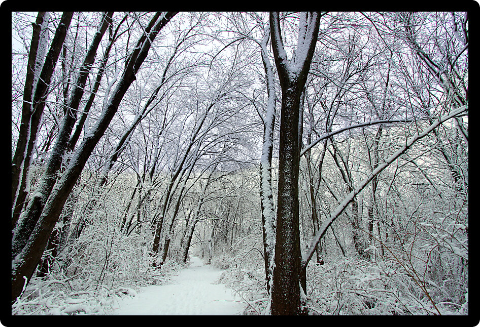 Fresh snowfall along a hiking trail in northern Illinois.