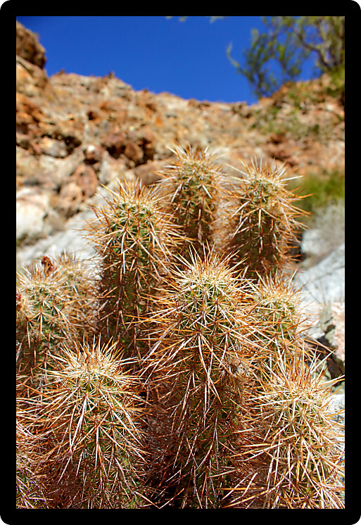 Strawberry Hedgehog Cactus (Echinocereus engelmannii) growing in Lake Mead National Recreation Area of Nevada.