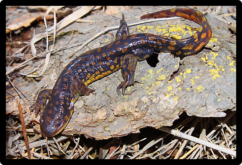 Tiger Salamander (Ambystoma tigrinum) found in northern Illinois.