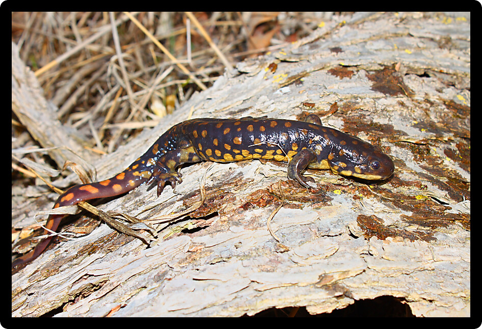 Tiger Salamander (Ambystoma tigrinum) found in a wetland of northern Illinois.