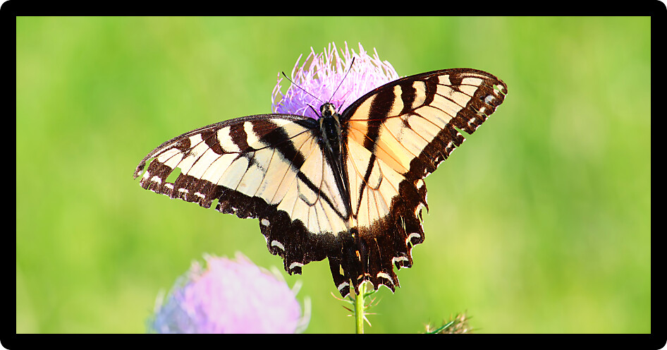 Tiger Swallowtail (Papilio glaucus) on a thistle flower in northern Illinois.