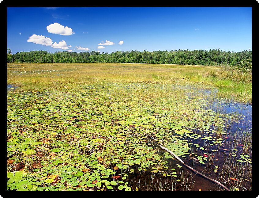 Emergent aquatic vegetation covers Wind Pudding Lake in northwoods Wisconsin.