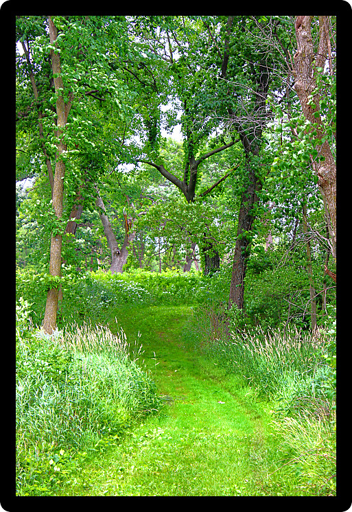 Woodland path winding through old oak trees in Illinois.