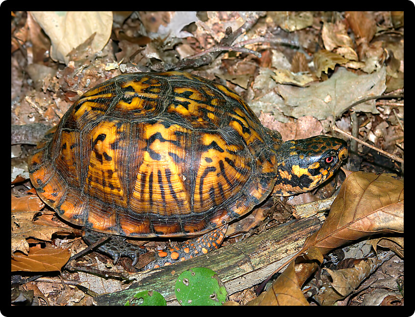 Box Turtle (Terrapene carolina) walking through a woodland of Illinois.