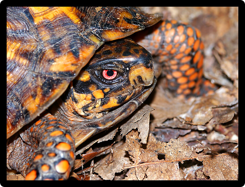 Box Turtle (Terrapene carolina) waling through a woodland of Illinois.