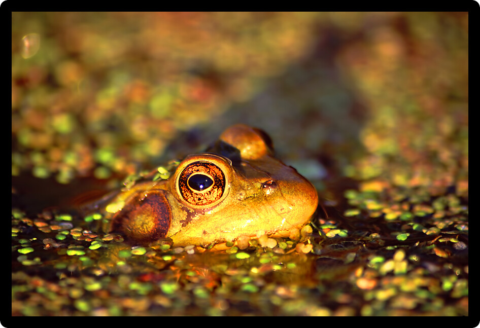 Bullfrog (Rana catesbeiana) highlighted under evening light in backwaters of an Illinois river.