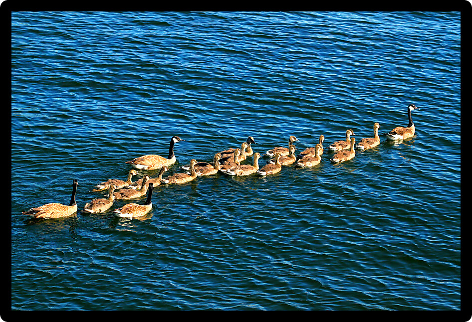 Canada Geese (Branta canadensis) family on the waters of Lake Minocqua Wisconsin.