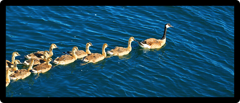 Canada Geese (Branta canadensis) swim through Lake Minocqua Wisconsin.