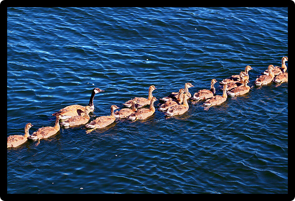Canada Geese (Branta canadensis) family on the waters of Lake Minocqua Wisconsin.