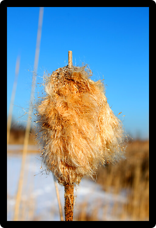 Cattail fluff and seeds disperse in a wet prairie in Boone County Illinois.
