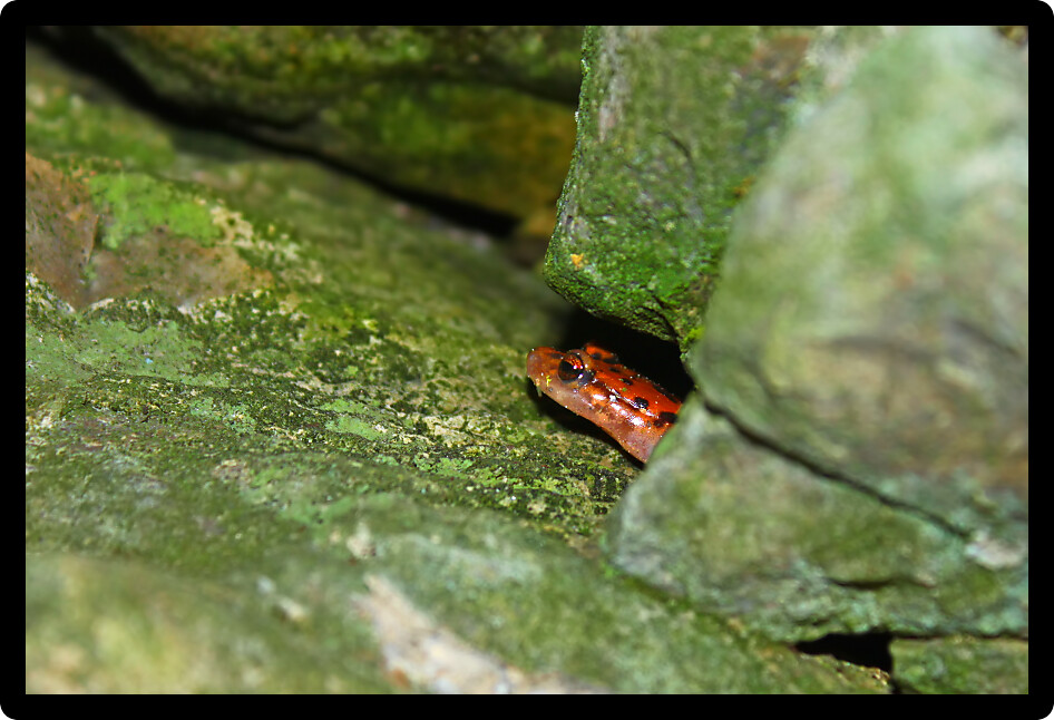 Cave Salamander (Eurycea lucifuga) hiding in a moss covered cavern of Illinois.