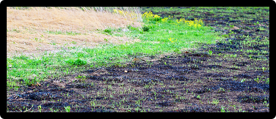Prescribed burns help control invasive species and recycle nutrients in prairie ecosystems such as this one in Champaign County Illinois.