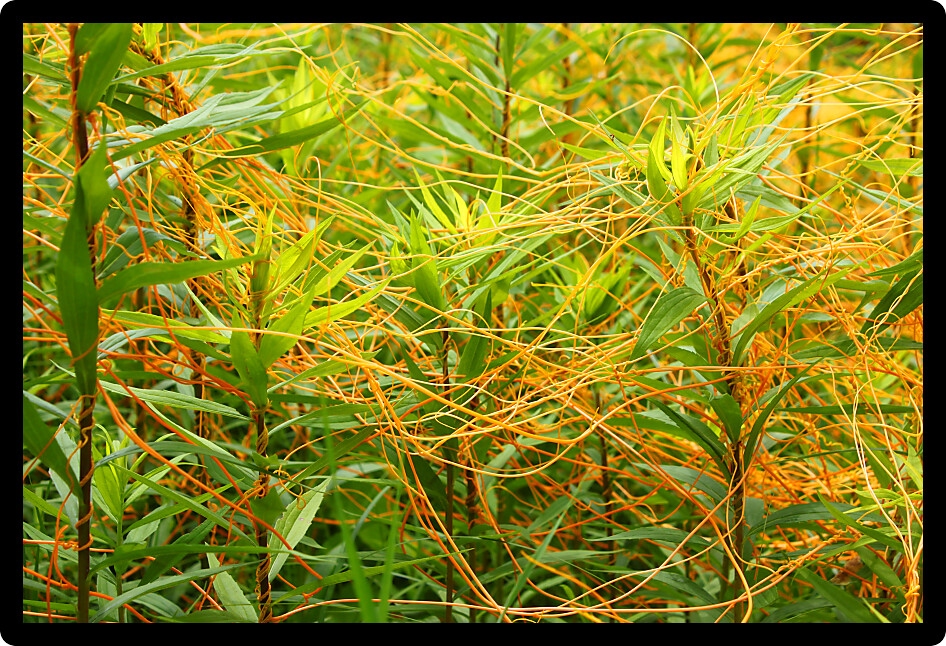 Dodder is a parasitic plant that is totally dependent on other host plants for survival.