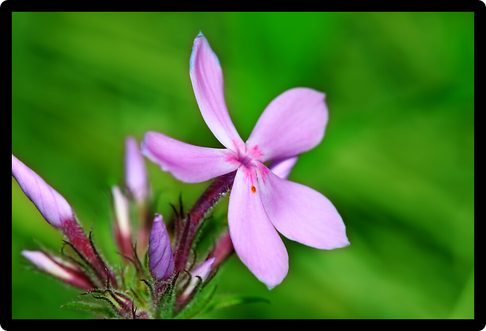 Downy Phlox (Phlox pilosa) is a perennial flower native to North America.
