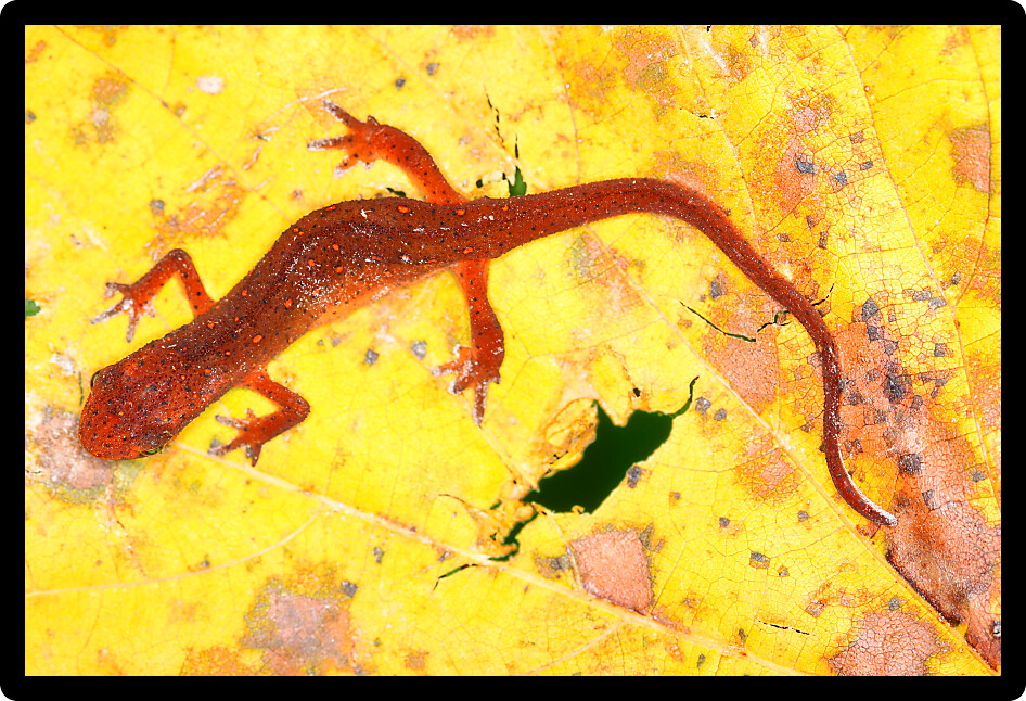 Eastern Newt (Notophthalmus viridescens) inhabiting a natural forest landscape in Illinois.