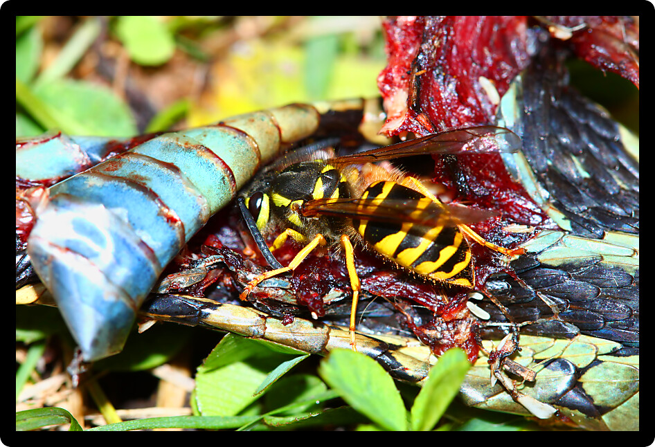 Eastern Yellowjacket (Vespula maculifrons) feeding on a dead Garter Snake in Illinois.
