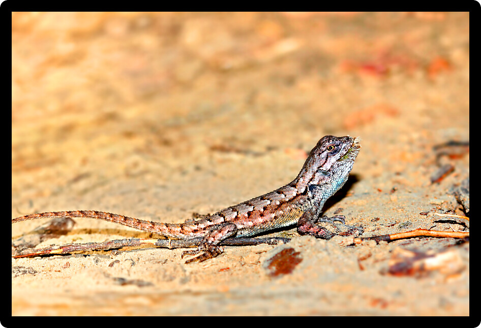 Fence Lizards (Sceloporus undulatus) are a small reptile species living southern Illinois.