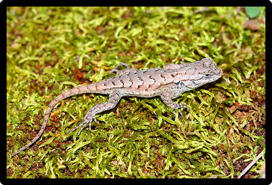 Fence Lizards (Sceloporus undulatus) are a small reptile species living southern Illinois.