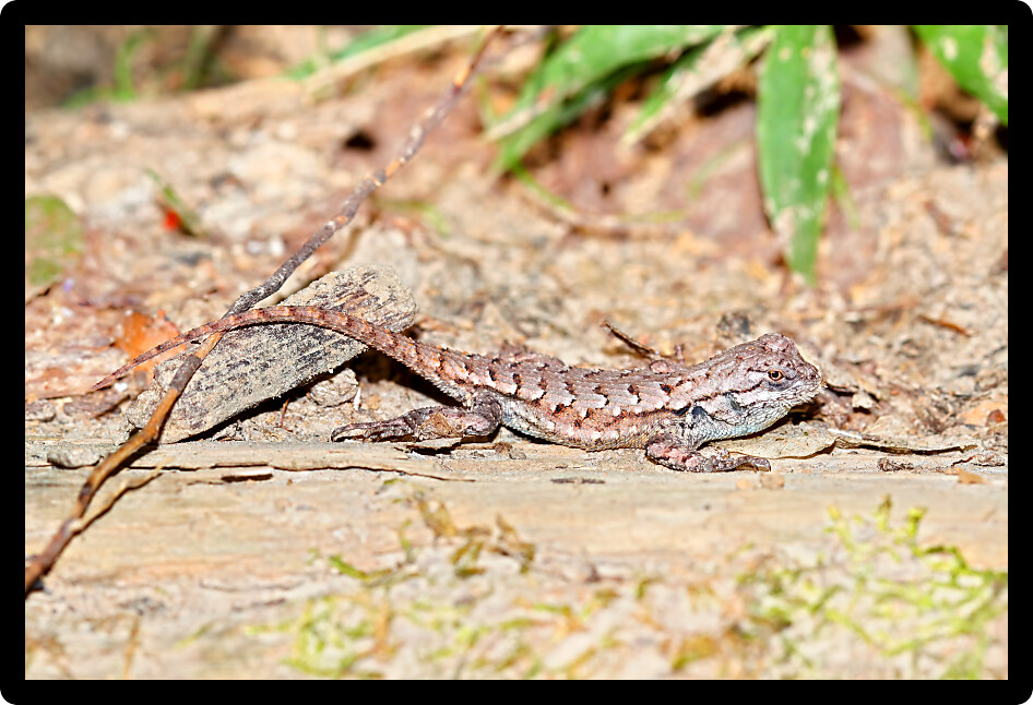 Fence Lizard (Sceloporus undulatus) in a forest habitat of southern Illinois.