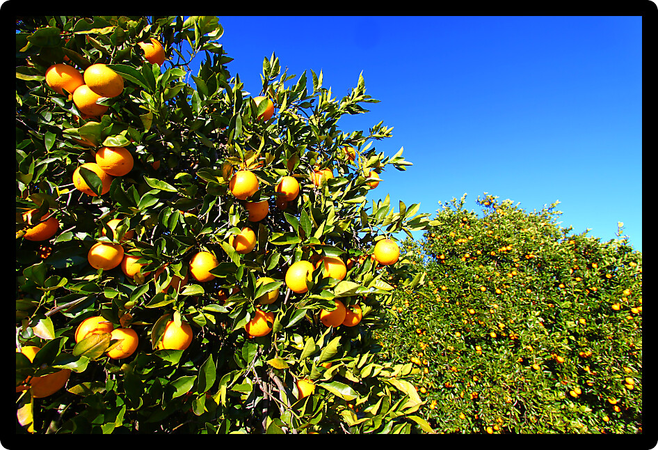 Orange groves dominate the landscape of central Florida.