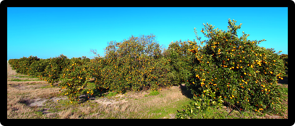 Panoramic view of Florida orange groves in evening sunlight.