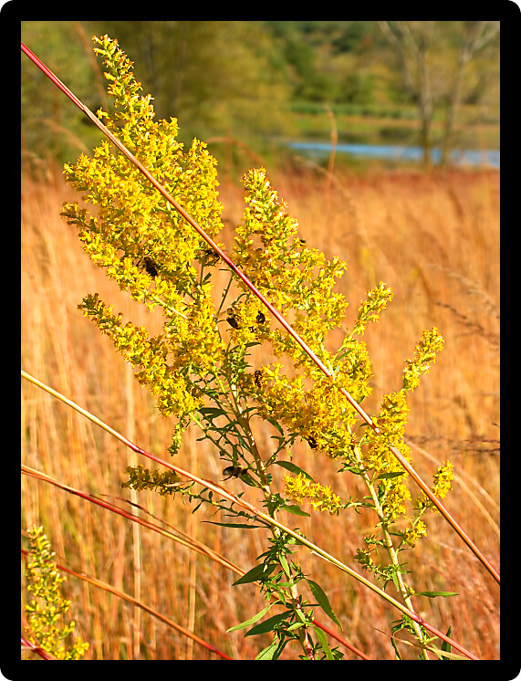 Goldenrod flower in a prairie at Kettle Moraine State Forest in Wisconsin.