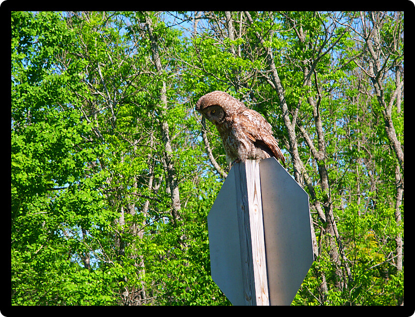 Great Gray Owl (Strix nebulosa) sitting on a stop sign in northern Wisconsin.