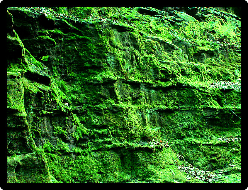 Beautiful green moss covered slot canyon wall at Pewits Nest State Natural Area near the Wisconsin Dells.