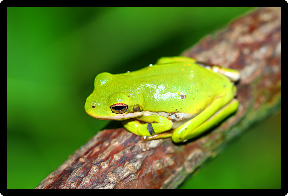 Green Treefrog (Hyla cinerea) in a forest habitat of southern Illinois.