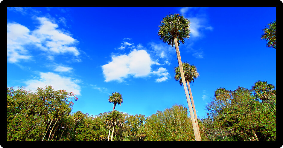 Highlands Hammock State Park is a popular natural attraction in central Florida.