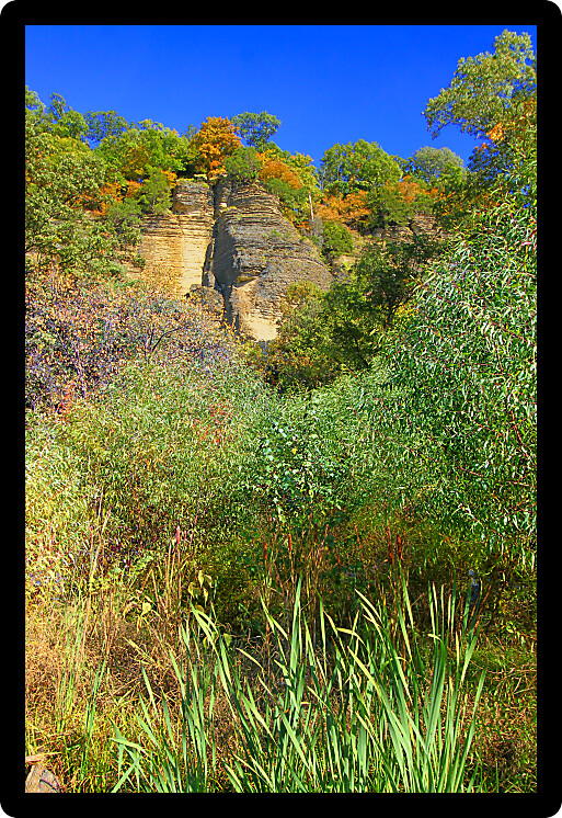 Cattails in a wetland beneath bluffs of the Shawnee National Forest in southern Illinois.
