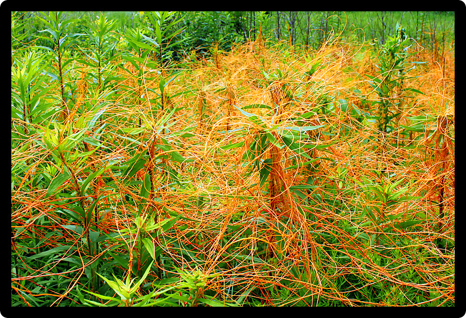 Dodder (Genus Cuscuta) is a parasitic plant that is totally dependent on other host plants for survival.