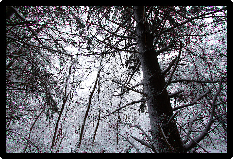 Snowy forest landscape at Rock Cut State Park in northern Illinois.