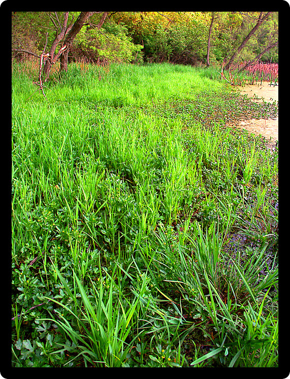 Wetland plants landscape of the Kettle Moraine State Forest in Walworth County Wisconsin.