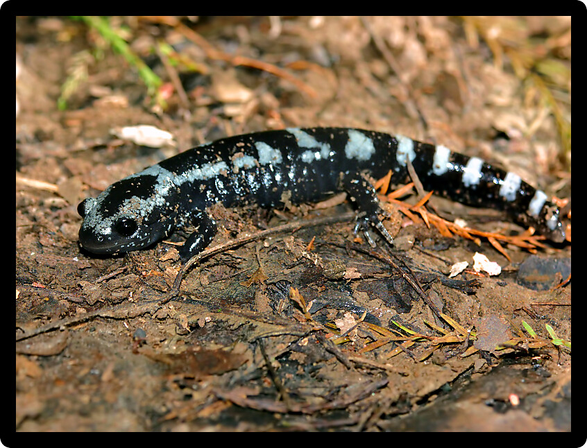Marbled Salamanders (Ambystoma opacum) have striking patterns and can be found throughout the eastern and southern United States.