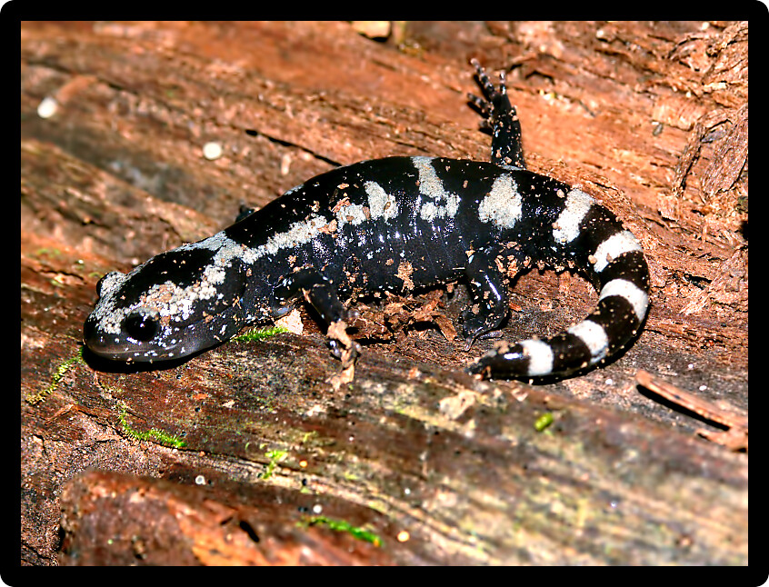 Marbled Salamanders (Ambystoma opacum) have striking patterns and can be found throughout the eastern and southern United States.