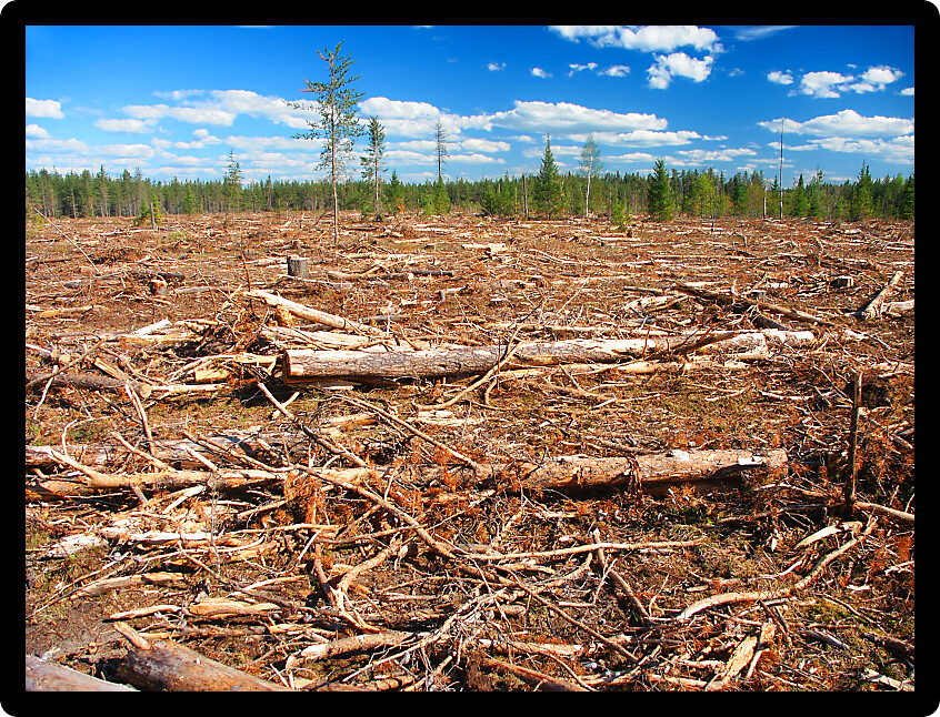 Landscape of logging operations in northwoods Michigan.