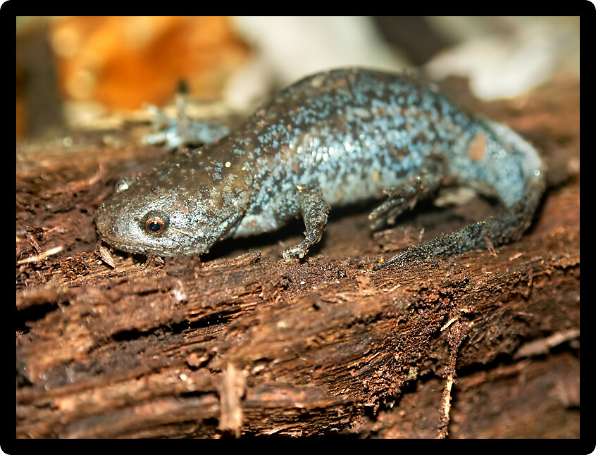 Mole Salamanders (Ambystoma talpoideum) have mottled patterns and can be found throughout the southern United States.