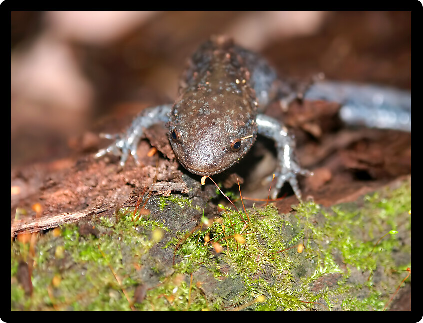 Mole Salamanders (Ambystoma talpoideum) in a natural environment of Illinois.