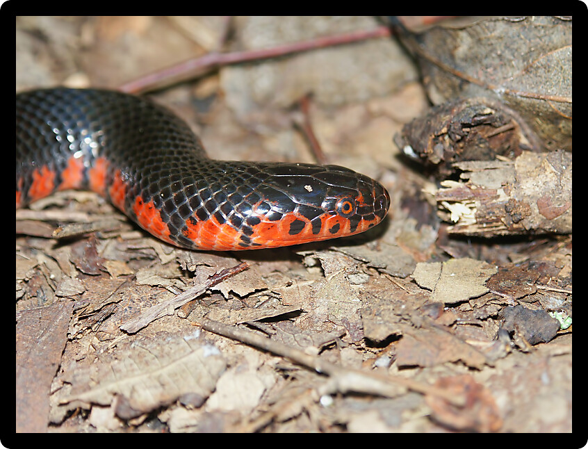 Mud Snake (Farancia abacura) found in a forest of Illinois.