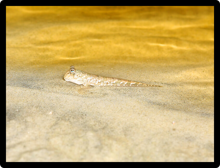 Mudskipper fish on Cape Tribulation beach in Queensland Australia.