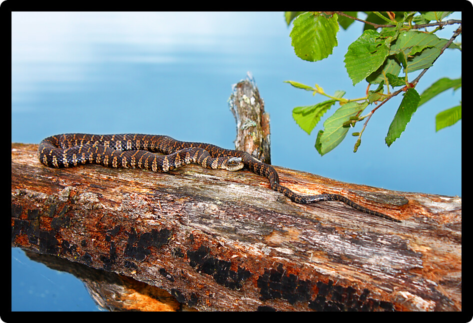 Northern Water Snake (Nerodia sipedon) basking over a lake in northern Wisconsin.
