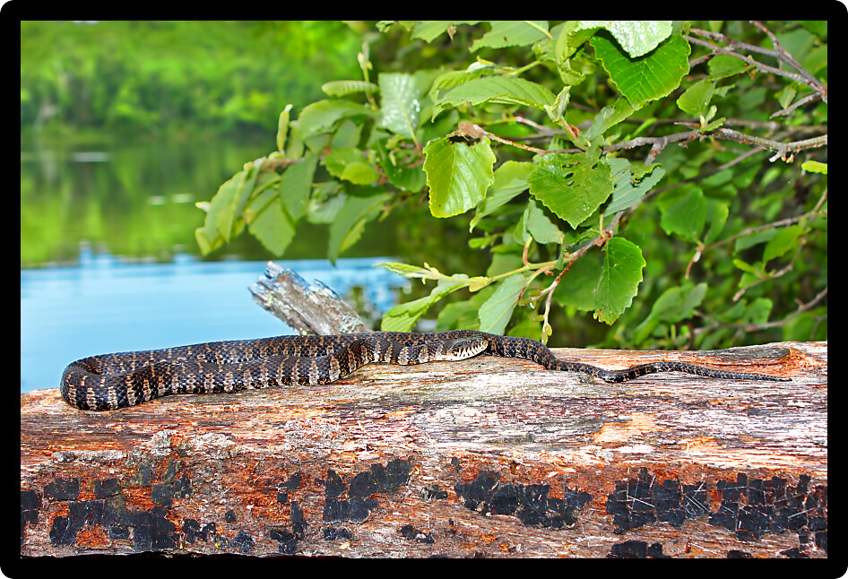 Northern Water Snake (Nerodia sipedon) basking over a lake in Wisconsin.