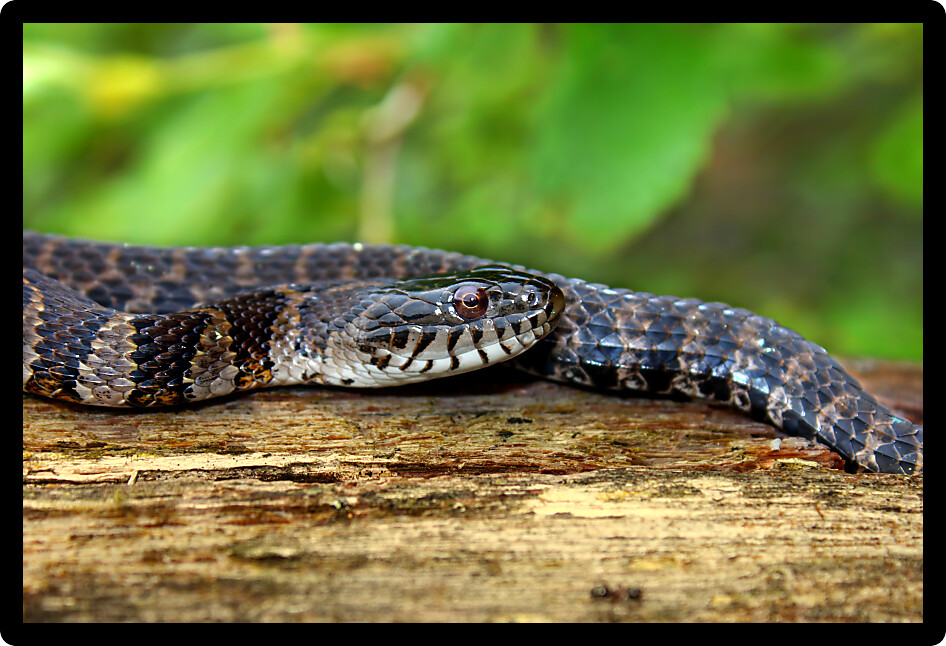 Northern Water Snake (Nerodia sipedon) near a lake of northwoods Wisconsin.