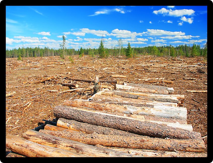 Large area of northern Michigan where Jack Pines (Pinus banksiana) have been logged.