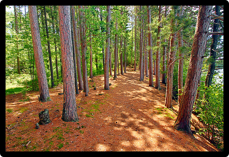 Pine forests dominate the landscape of northwoods Wisconsin.