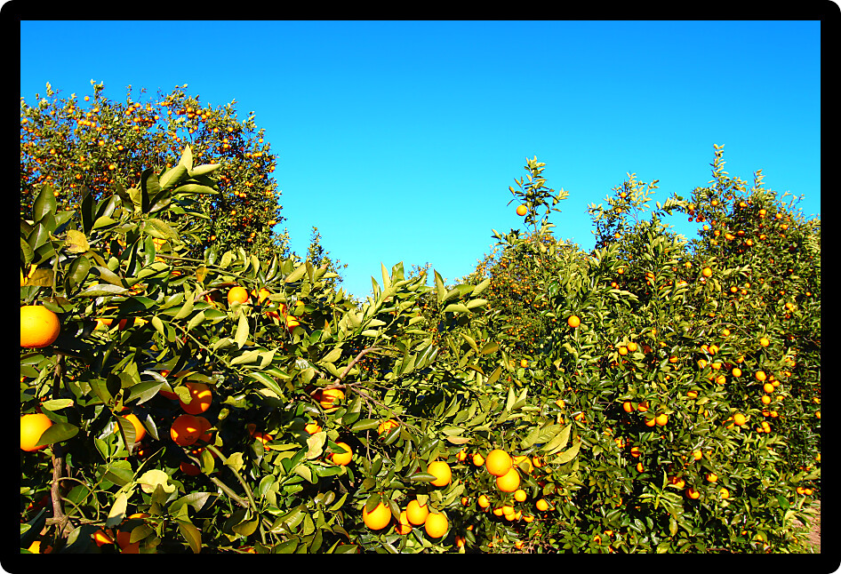 Orange tree landscape in central Florida of the southern United States.