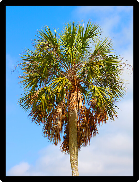 Palm tree background against blue sky at Everglades National Park Florida.