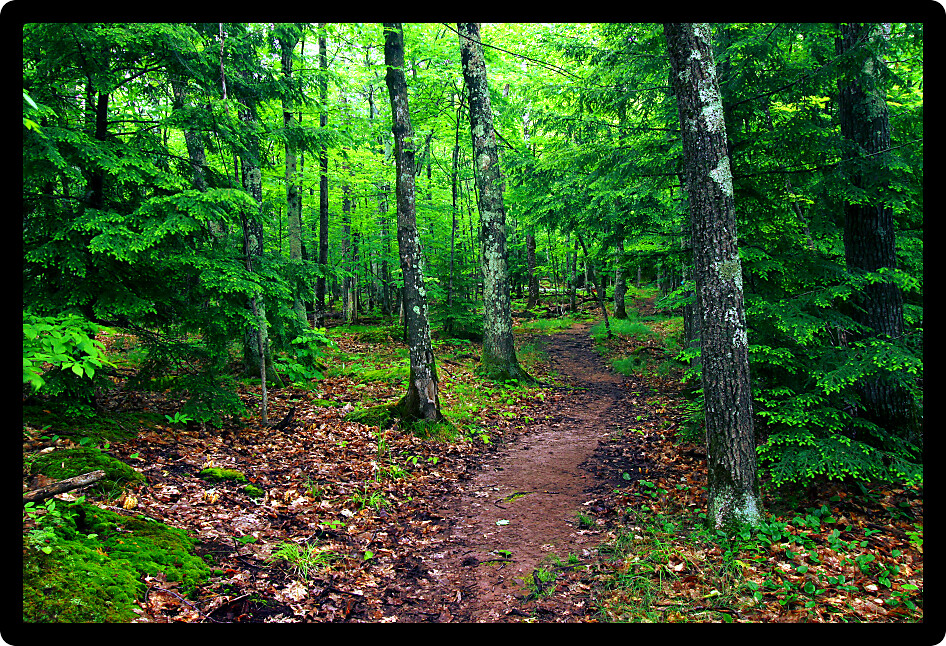 Escarpment trail at Porcupine Mountains State Park winds through a northwoods forest.